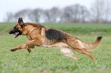 BERGER ALLEMAND 817